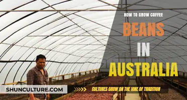 Growing Coffee Beans in Australia: A Step-by-Step Guide