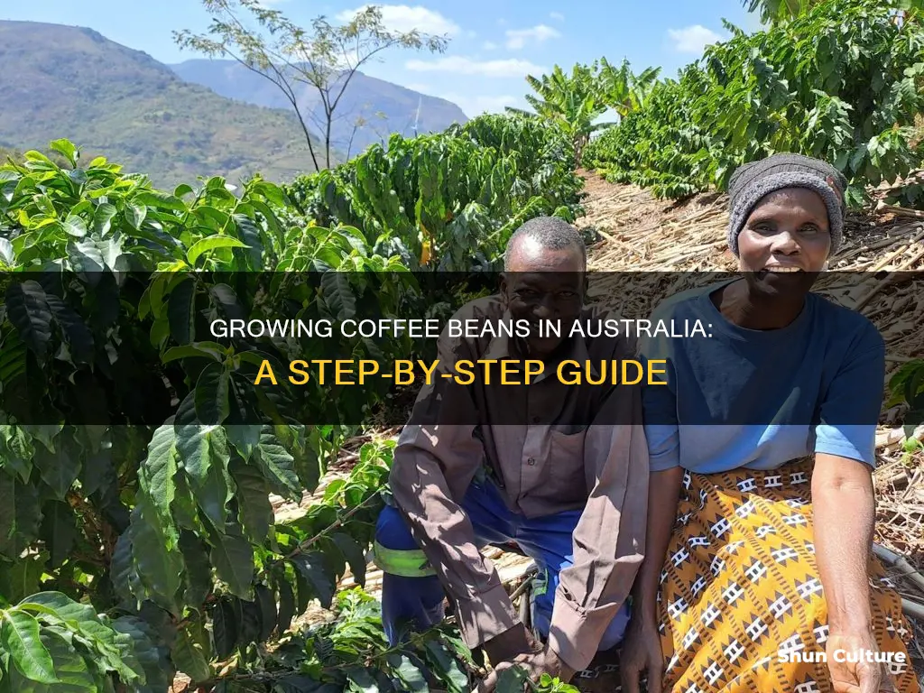 how to grow coffee beans in australia