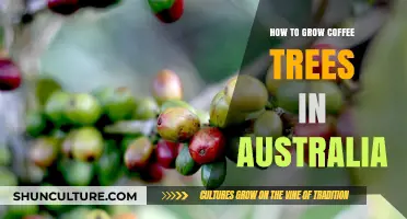 Coffee Tree Cultivation in Australia: A Comprehensive Guide