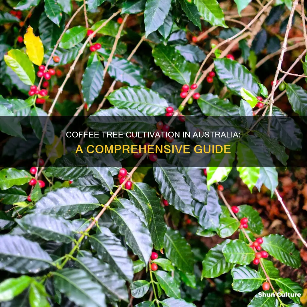 how to grow coffee trees in australia
