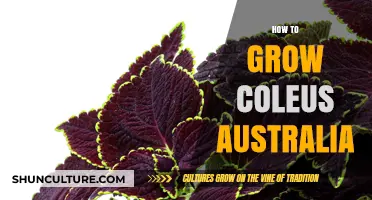 Growing Coleus in Australia: A Comprehensive Guide