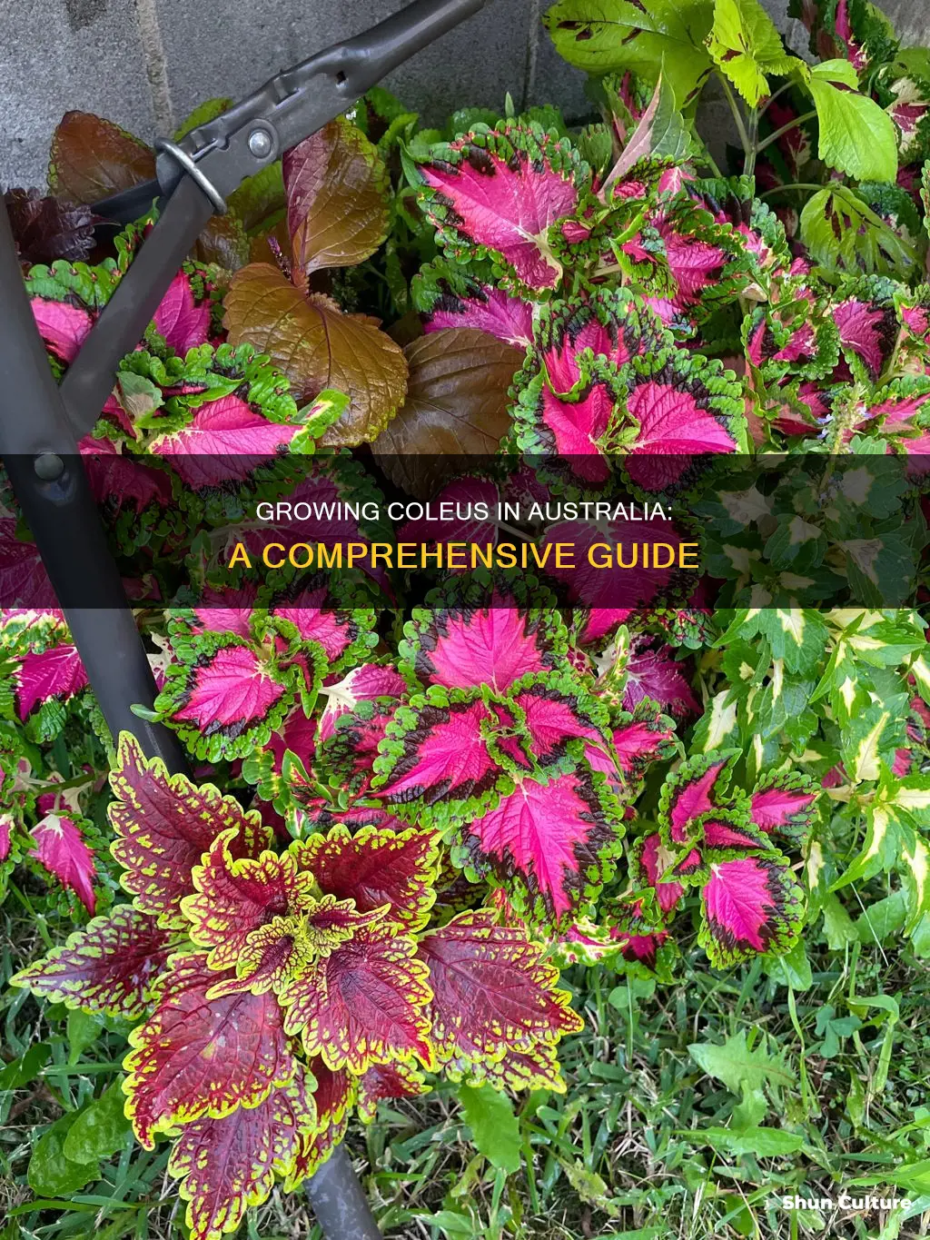how to grow coleus australia