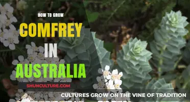 Growing Comfrey in Australia: A Comprehensive Guide