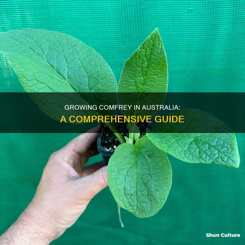 how to grow comfrey in australia