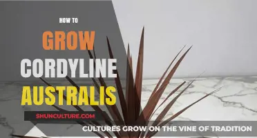 Growing Cordyline Australis: Tips for Success