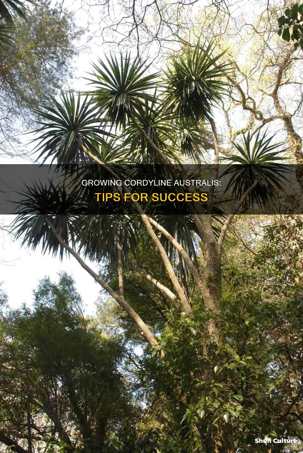 how to grow cordyline australis