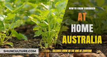 Grow Coriander at Home: An Australian Guide