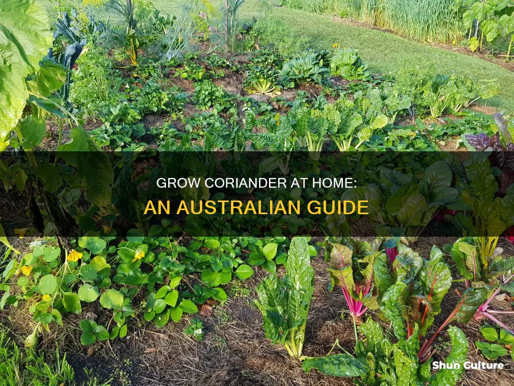 how to grow coriander at home australia
