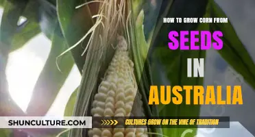 Growing Corn in Australia: A Seed-to-Harvest Guide