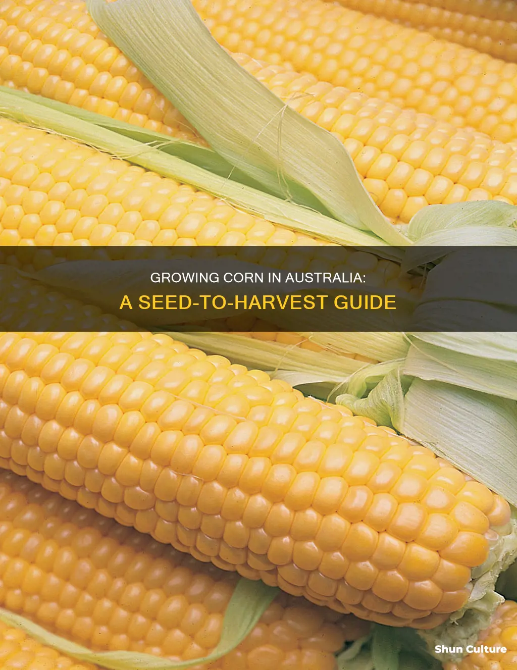 how to grow corn from seeds in australia