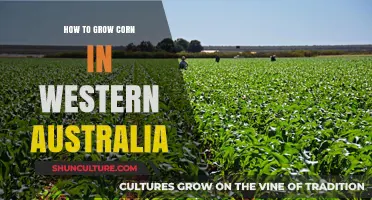 Growing Corn in Western Australia: A Step-by-Step Guide