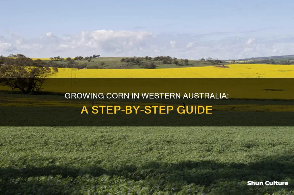 how to grow corn in western australia