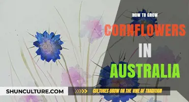 Growing Cornflowers in Australia: A Simple Guide