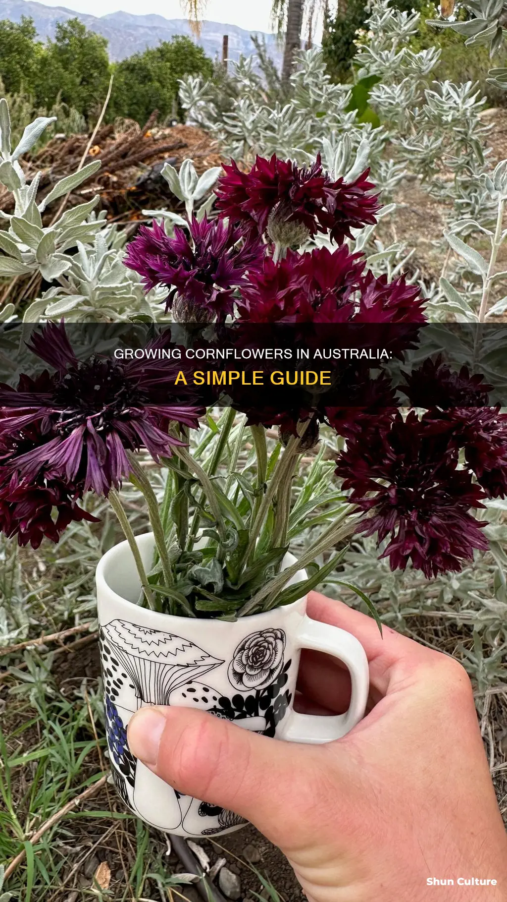 how to grow cornflowers in australia