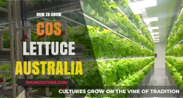 Growing Cos Lettuce in Australia: A Step-by-Step Guide