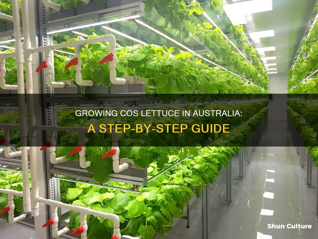 how to grow cos lettuce australia