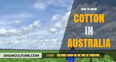 Cotton Farming in Australia: A Comprehensive Guide