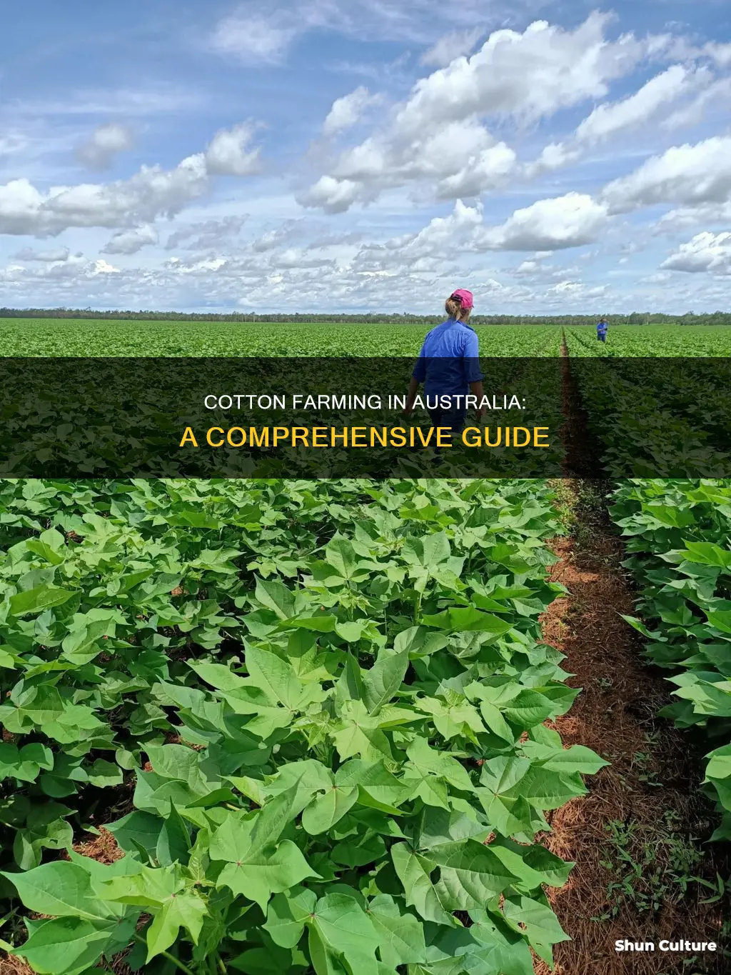 how to grow cotton in australia