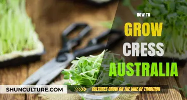 Growing Cress in Australia: A Step-by-Step Guide
