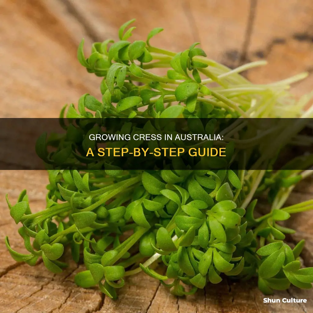how to grow cress australia