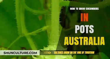 Growing Cucumbers in Containers: An Australian Guide