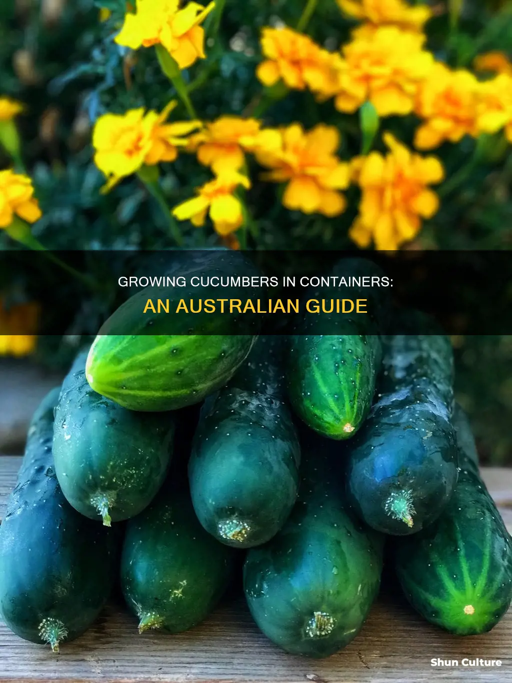 how to grow cucumbers in pots australia