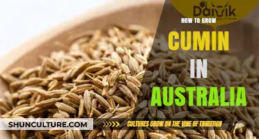 Growing Cumin in Australia: A Step-by-Step Guide