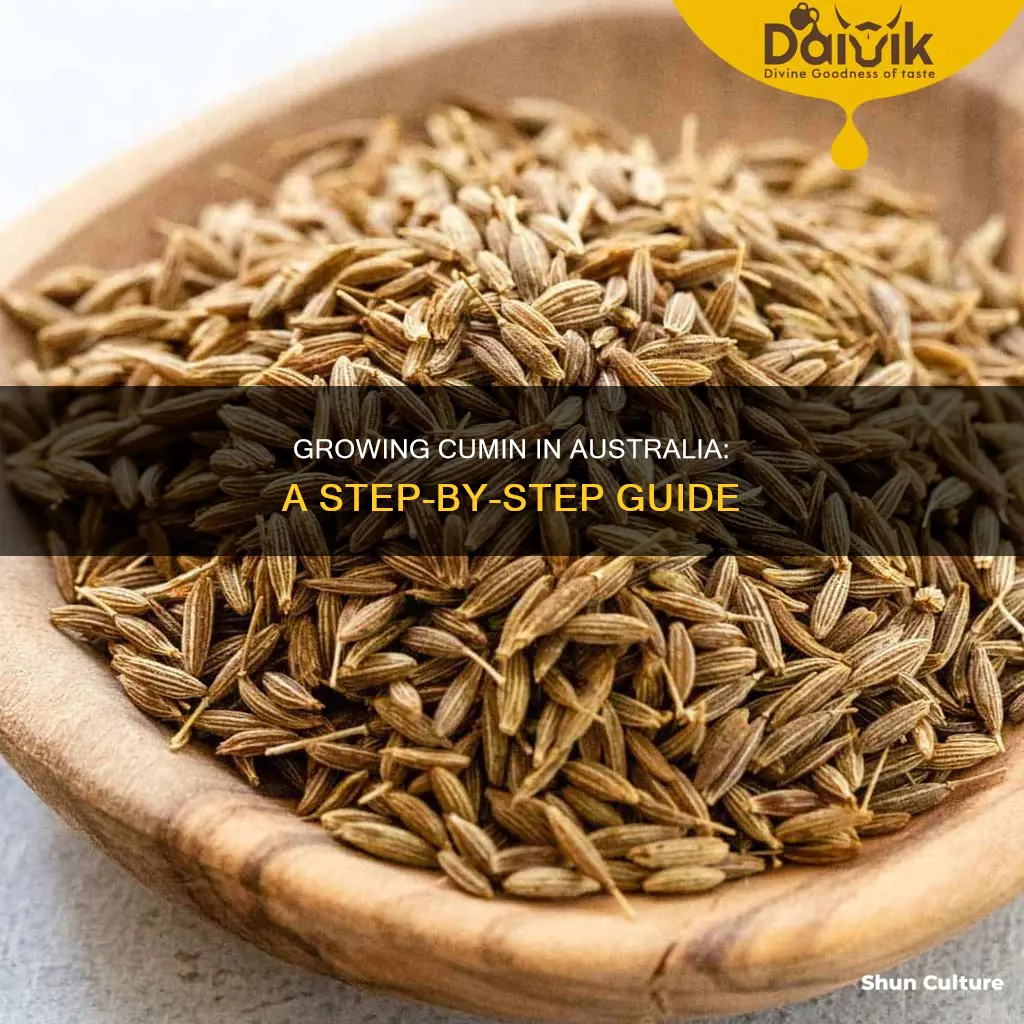 how to grow cumin in australia