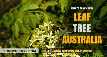 Growing Curry Leaf Trees: An Australian Guide