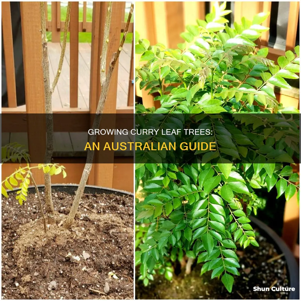 how to grow curry leaf tree australia