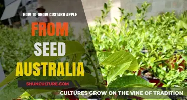 Growing Custard Apples from Seeds in Australia