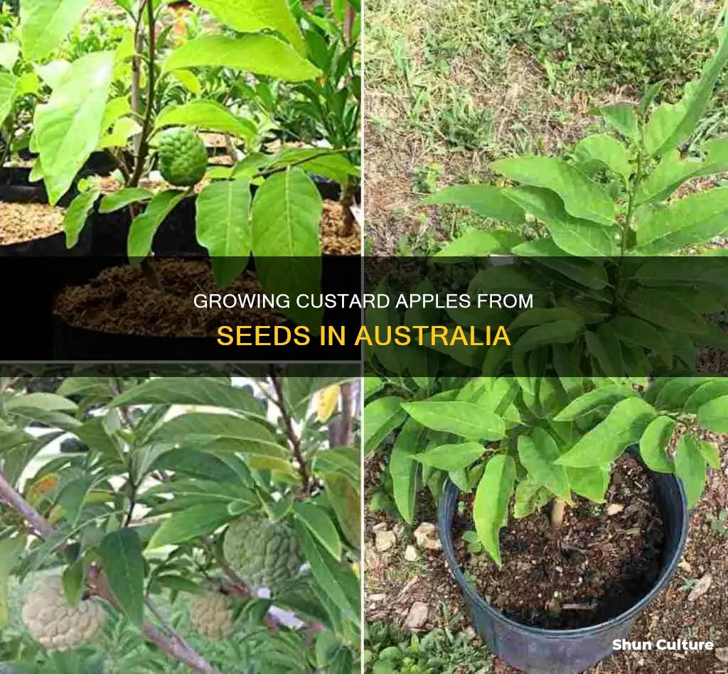 how to grow custard apple from seed australia
