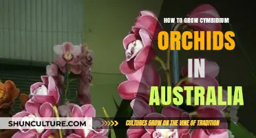 Growing Cymbidium Orchids: An Australian Guide