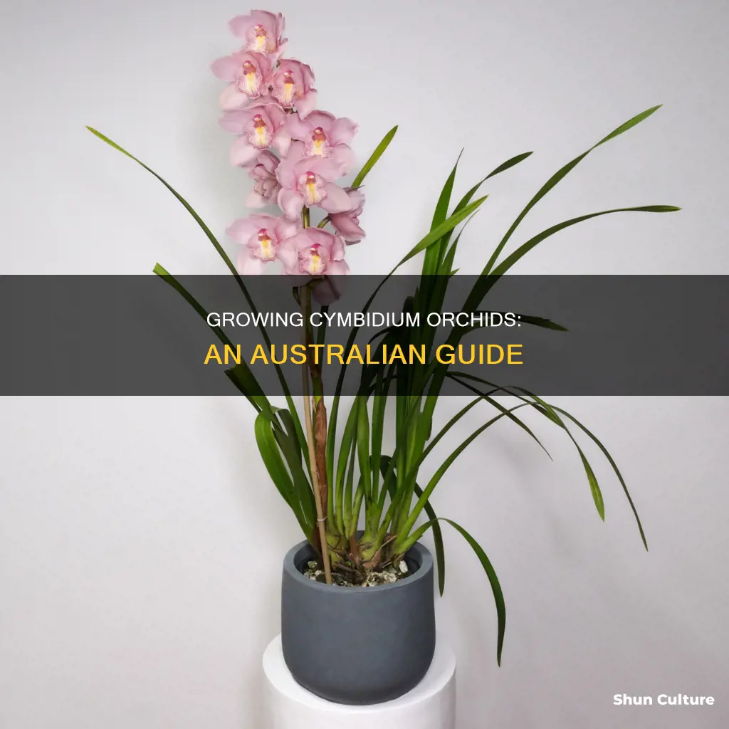 how to grow cymbidium orchids in australia