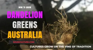 Growing Dandelion Greens in Australia: A Guide