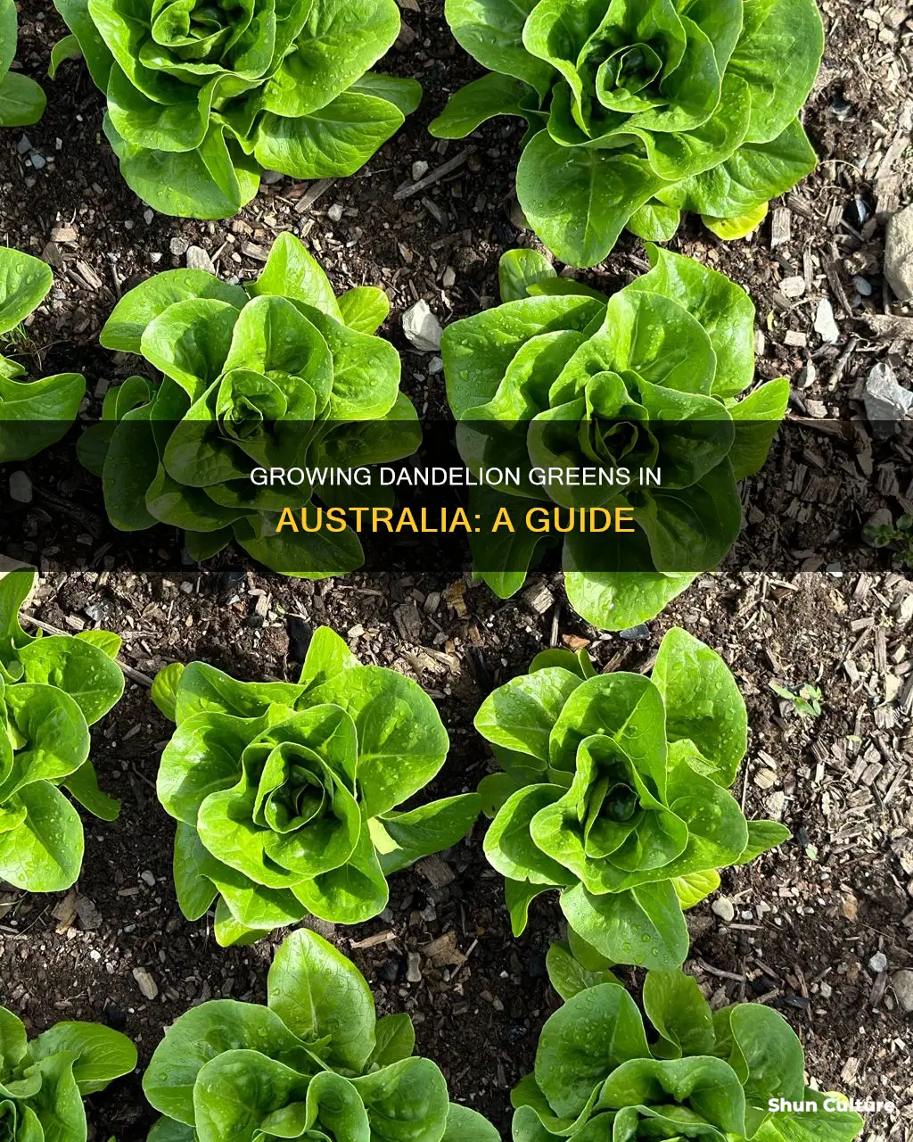 how to grow dandelion greens australia