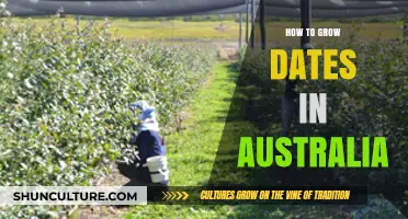 Growing Dates in Australia: A Comprehensive Guide