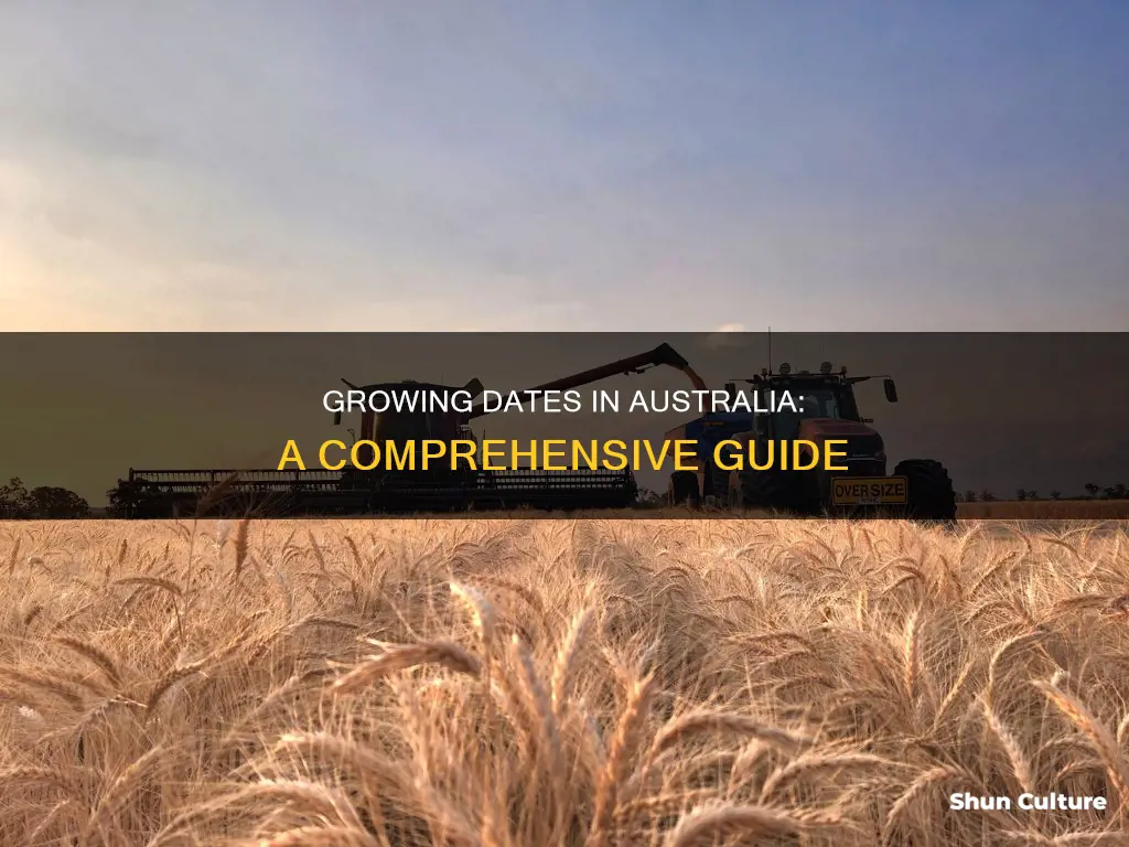 how to grow dates in australia