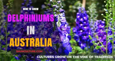Growing Delphiniums in Australia: A Comprehensive Guide