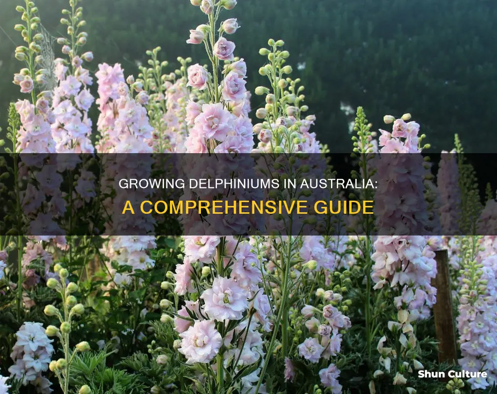 how to grow delphiniums in australia