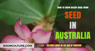Grow Desert Rose from Seeds in Australia: Step-by-Step Guide