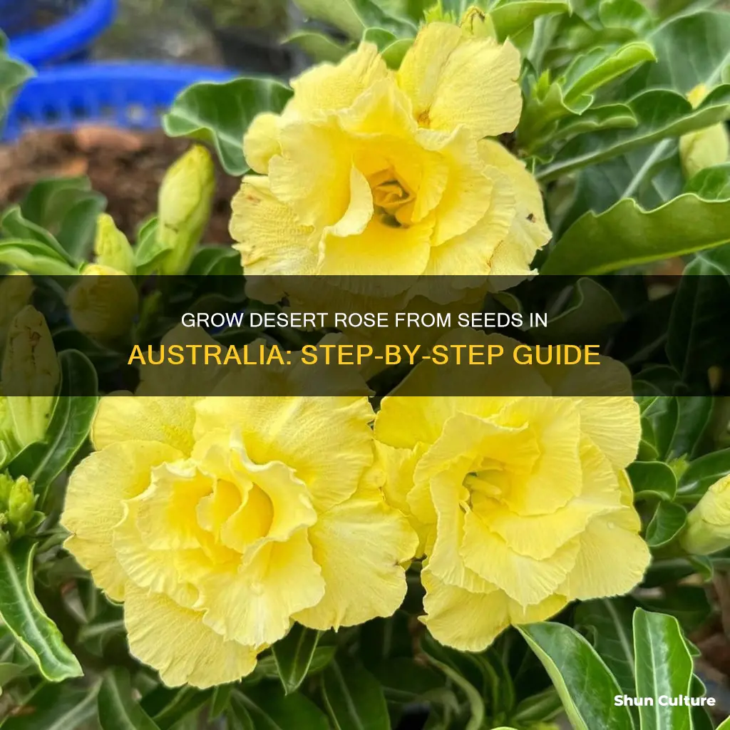 how to grow desert rose from seed in australia