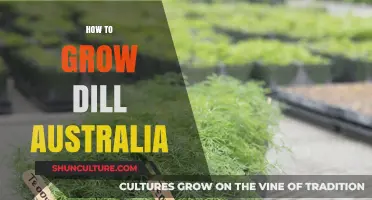 Growing Dill in Australia: A Step-by-Step Guide