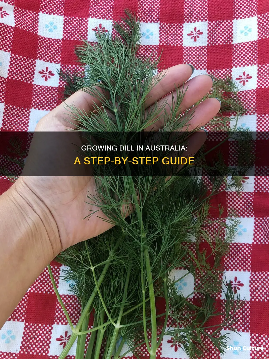 how to grow dill australia