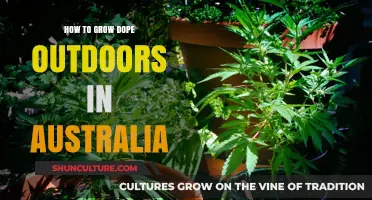 Growing Marijuana Outdoors in Australia: A Guide