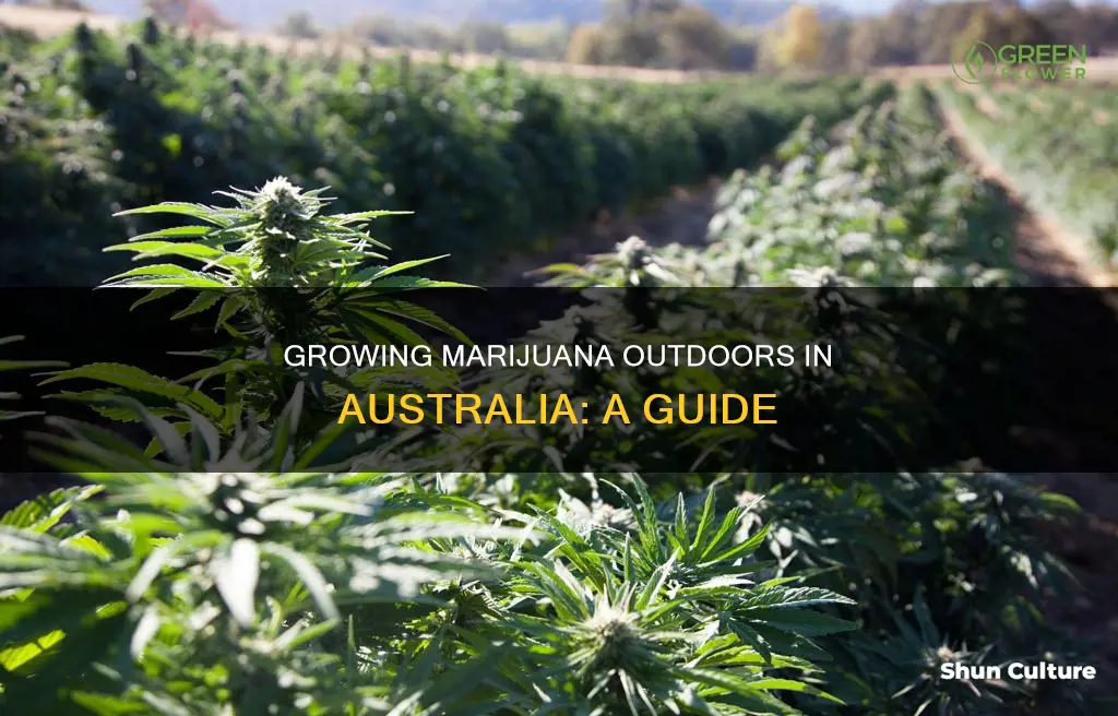 how to grow dope outdoors in australia