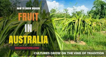 Grow Dragon Fruit in Australia: A Step-by-Step Guide
