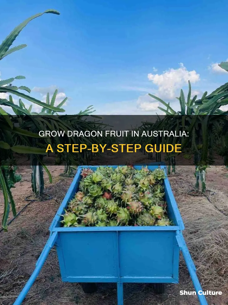how to grow dragon fruit in australia