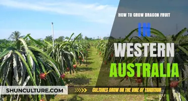 Grow Dragon Fruit in Western Australia's Unique Climate