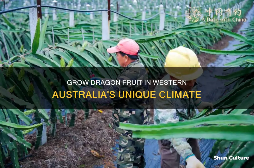 how to grow dragon fruit in western australia